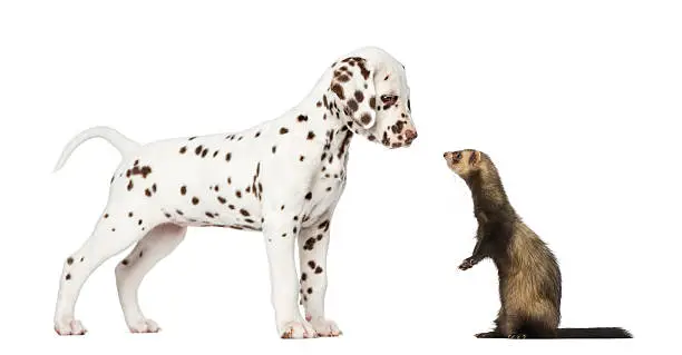 Dalmatian puppy standing and looking at a  Ferret standing on hind legs