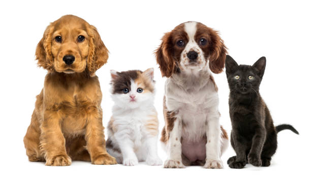 Puppy And Kitten Stock Photos, Pictures & Royalty-Free Images - iStock Puppy And Kitten Stock Photos, Pictures & Royalty-Free Images - iStock