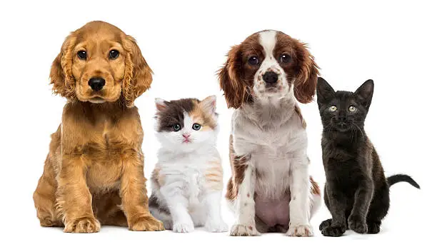 Photo of Group of kittens and dogs
