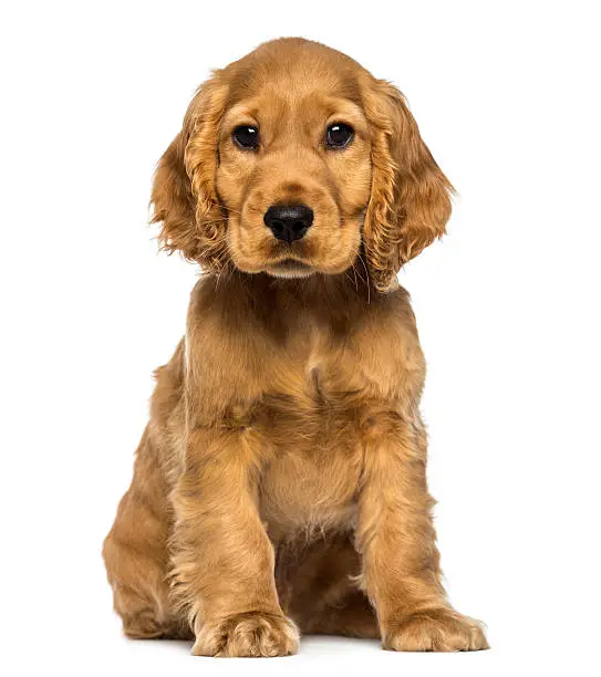 Photo of Cocker puppy sitting, looking at the camera, isolated on white