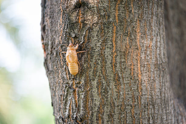 istock Slough off the cicada s golden shell 483771207