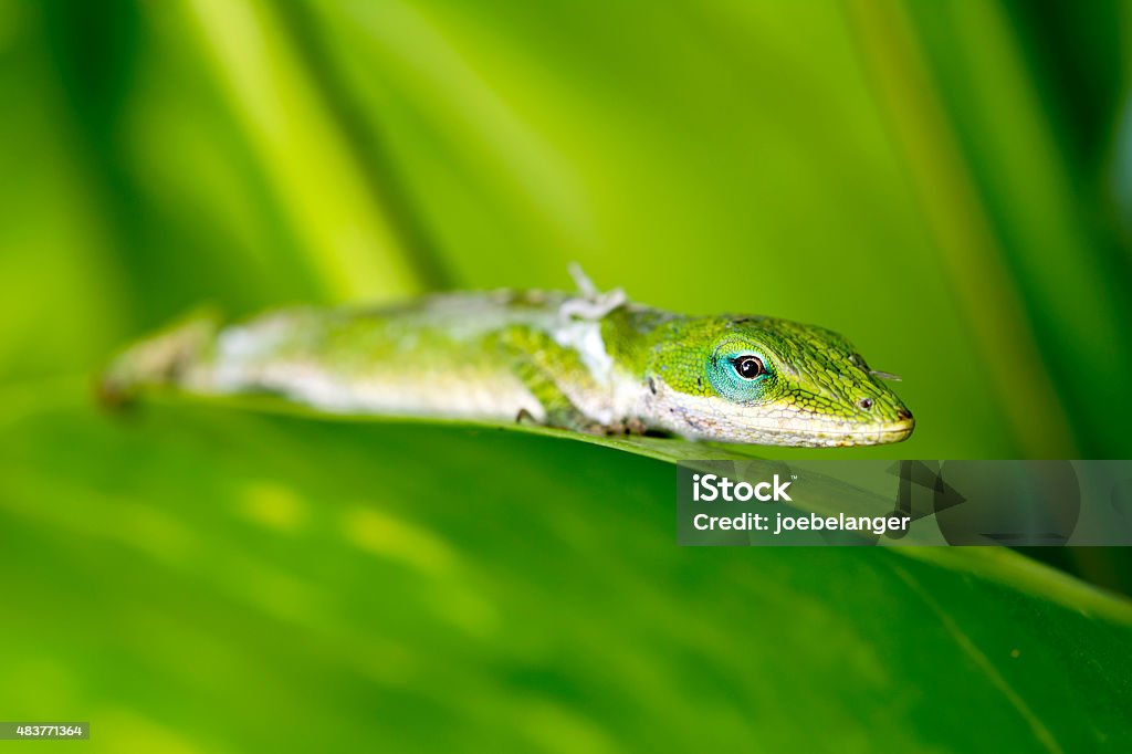 Gecko à effet pluie tropicale - Photo de 2015 libre de droits Gecko à effet pluie tropicale - Photo de 2015 libre de droits
