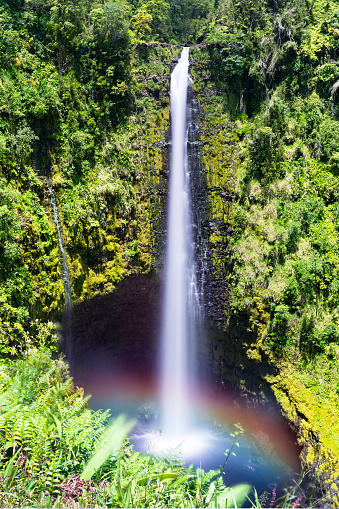 A towering Akaka Falls in Hilo, Hawaii cascades 400 feet to a natural pool, often seen with a rainbow when the mist is heavy and the sun is bright.