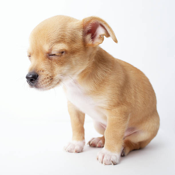 istock little chihuahua puppy on white background 483771498