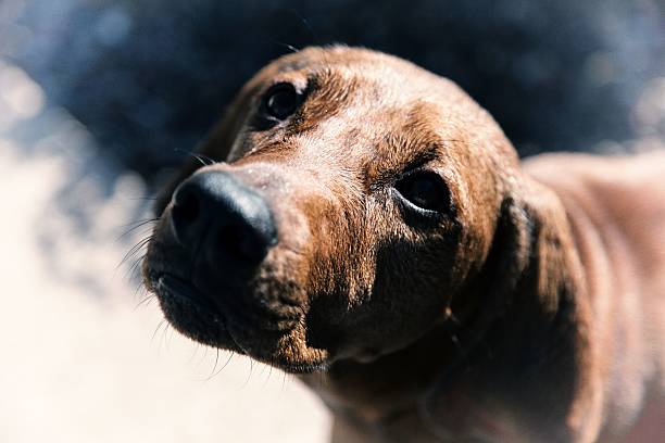 クローズアップ、レッドボーンブラックアンドタンクーンハウンドせていただきます。 - redbone coonhound ストックフォトと画像