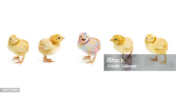 Pasqua Chicks - Fotografie stock e altre immagini di Pulcino - Pulcino, Animale, Bocca aperta