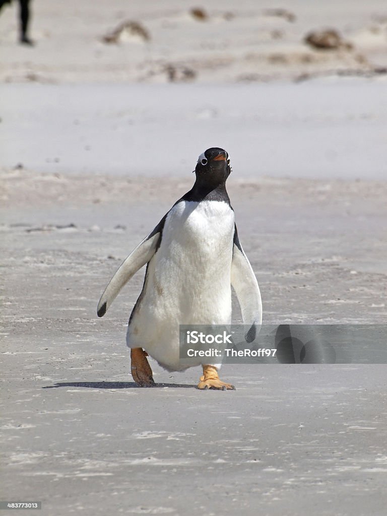 Pinguim Gentoo - Foto de stock de Andar como Pato royalty-free