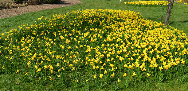 istock Narcissus Tete-a-Tete 483773149