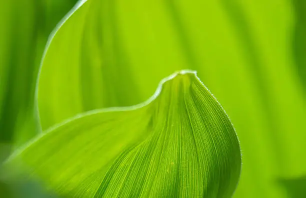Photo of Abstract Green Leaves