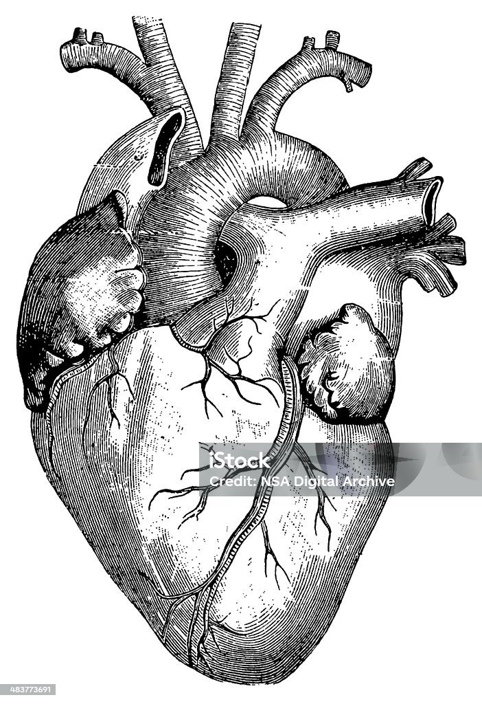 Corazón (Aislado en blanco - Ilustración de stock de Ilustración libre de derechos