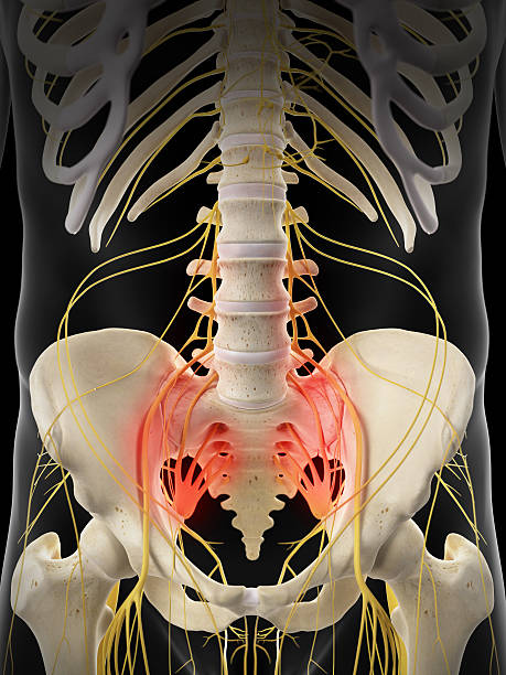 medical ilustración - sacrum fotografías e imágenes de stock