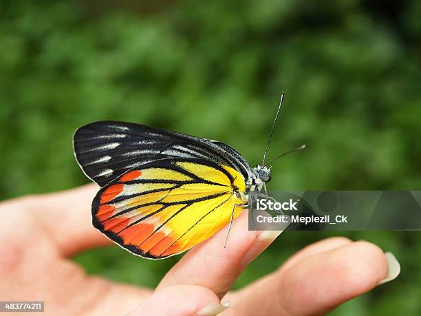 Butterfly Stock Photo - Download Image Now - Adult, Animal, Animal Antenna