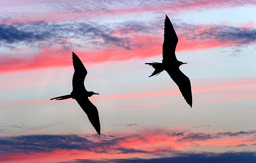 Two birds flying silhouetted against a blue sky with vibrant colorful pink and grey clouds.