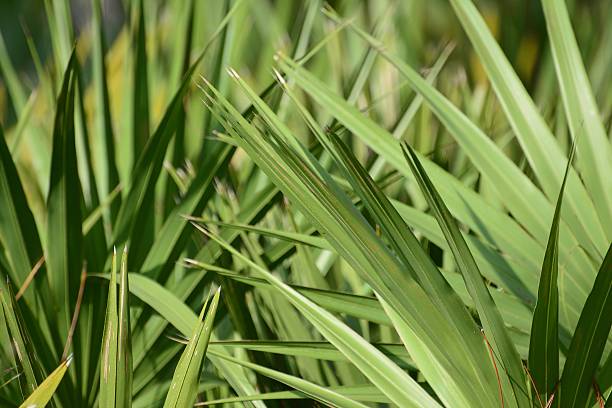 palmeira anã selva - saw palmetto imagens e fotografias de stock