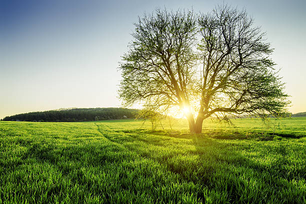 primavera campo - landscape tree field solitude imagens e fotografias de stock