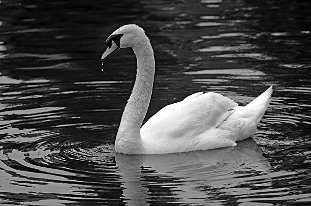 istock White swan swim in a pond 483779428