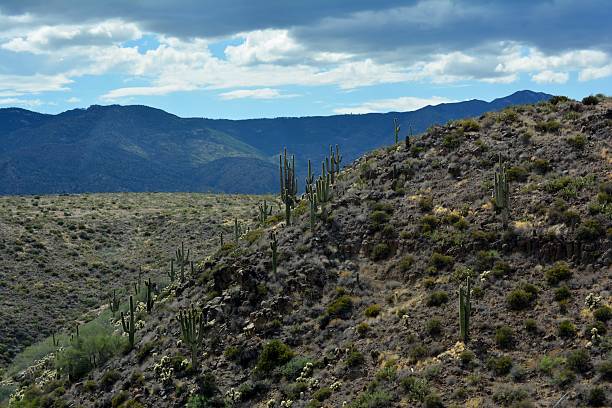 Sonoran Desert stock photo