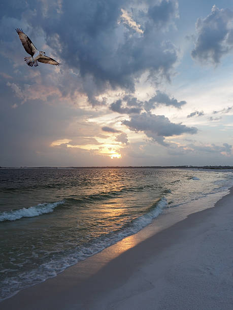 rybołów powraca do it's nest o zachodzie słońca na plaży na florydzie, - sunset beach flash zdjęcia i obrazy z banku zdjęć