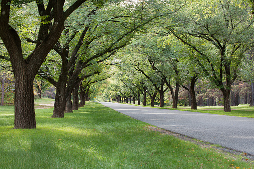 Beautiful tree lined avenue, Canberra, capital city of Australia