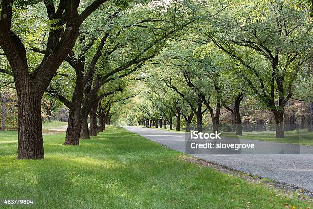 Tree Lined Avenue Stock Photo - Download Image Now - City, Tree Canopy, 2015