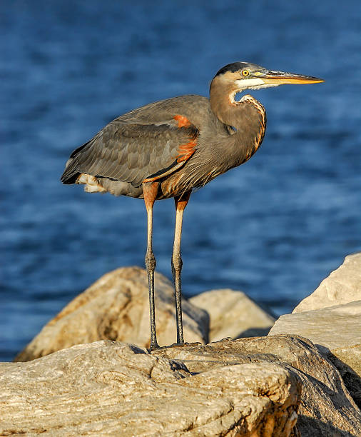 istock Great Blue Heron on rock 483780364