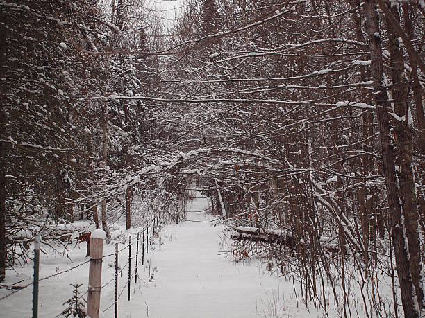 Path in the snow Path in the woods with snow peacful stock pictures, royalty-free photos & images