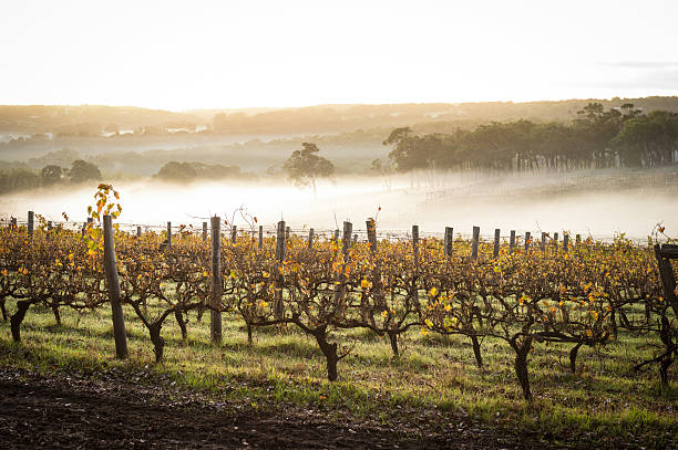 amanhecer nas vinhas - margaret river - fotografias e filmes do acervo