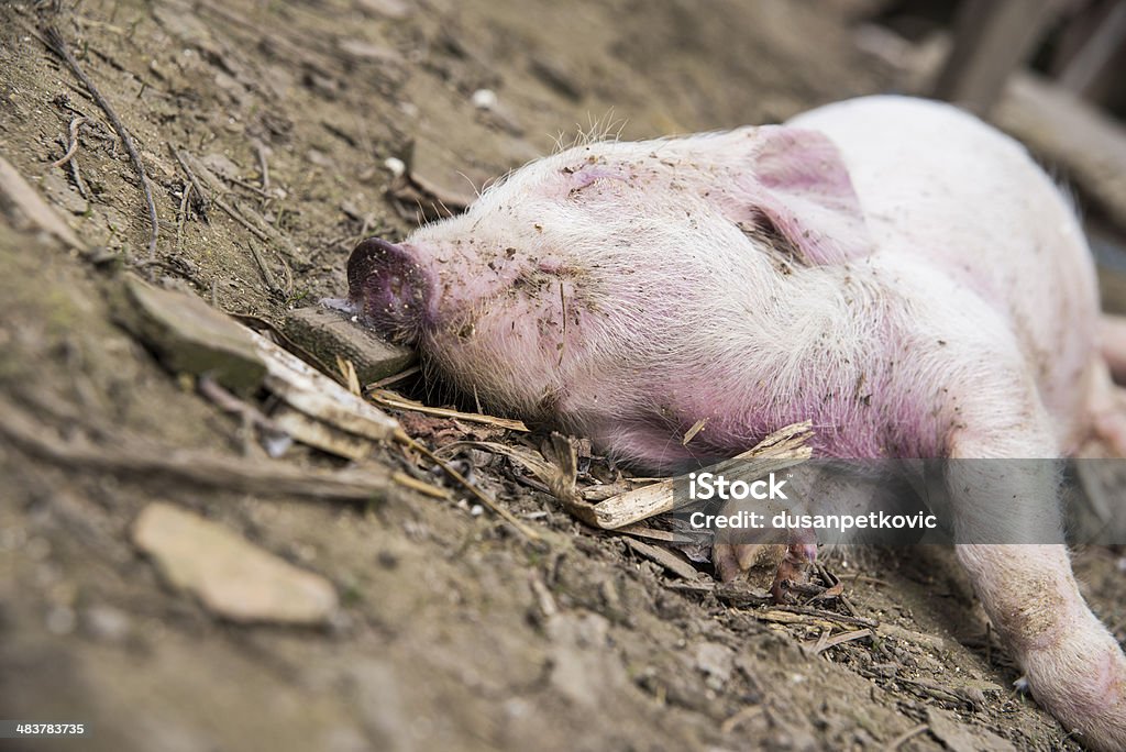 Dead pig Dead pig, shallow DOF Agriculture Stock Photo