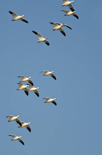 istock Large Flock of Snow Geese Flying in a Blue Sky 483783744