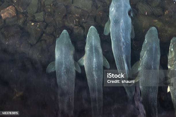 Striped Bass Stock Photo - Download Image Now - Animal Migration, Animals In The Wild, Blurred Motion