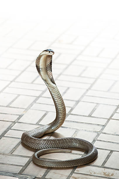 serpiente king cobra - cobra rey fotografías e imágenes de stock