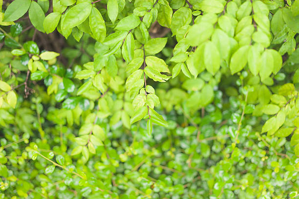istock Fresh natural green leaves texture background 483784530