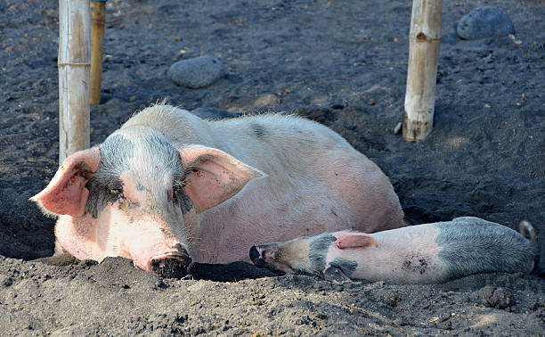 istock Farm Pig with a piglet resting in mud 483784717