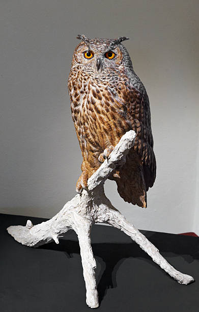 istock festival of the owls 483785047