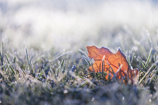 A fallen leaf in the grass at sunrise, covered in early morning frost in the first days of winter.