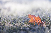 Fallen leaf covered in winter frost