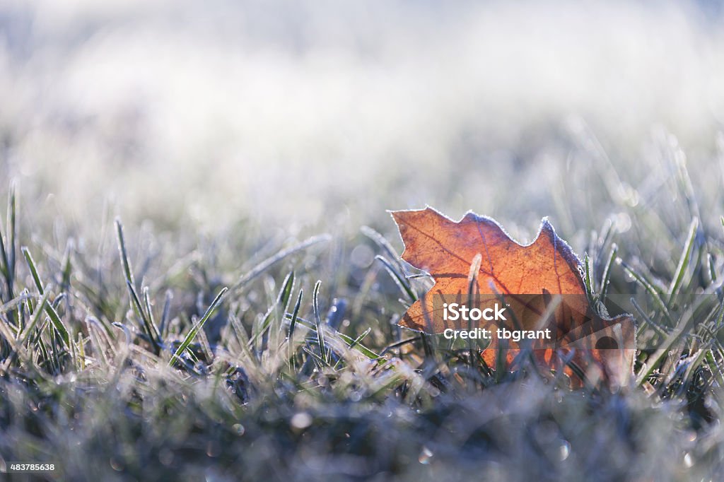 Fallen leaf covered in winter frost A fallen leaf in the grass at sunrise, covered in early morning frost in the first days of winter. Frost Stock Photo