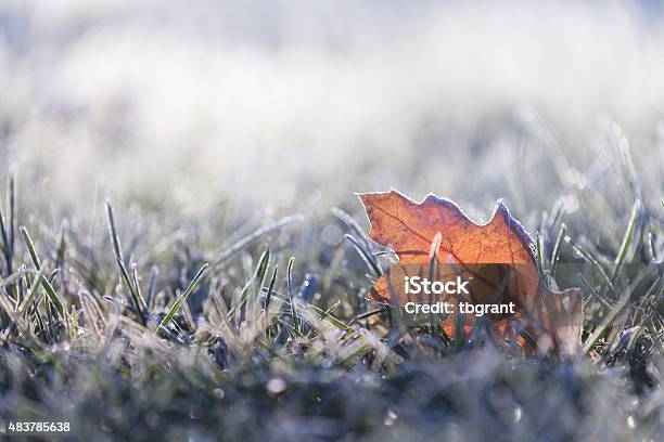 Fallen Leaf Covered In Winter Frost Stock Photo - Download Image Now - Frost, Cold Temperature, Winter