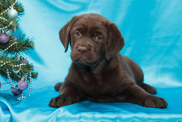 istock chocolate labrador retriever puppy 483785847