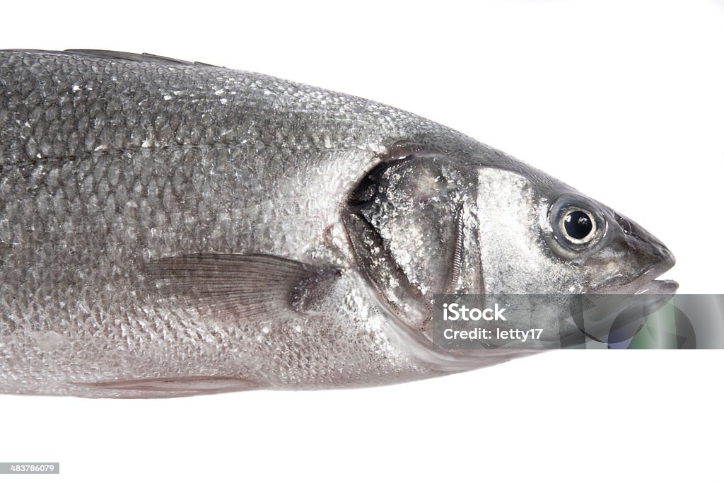 sea bass - Lizenzfrei Einzelner Gegenstand Stock-Foto