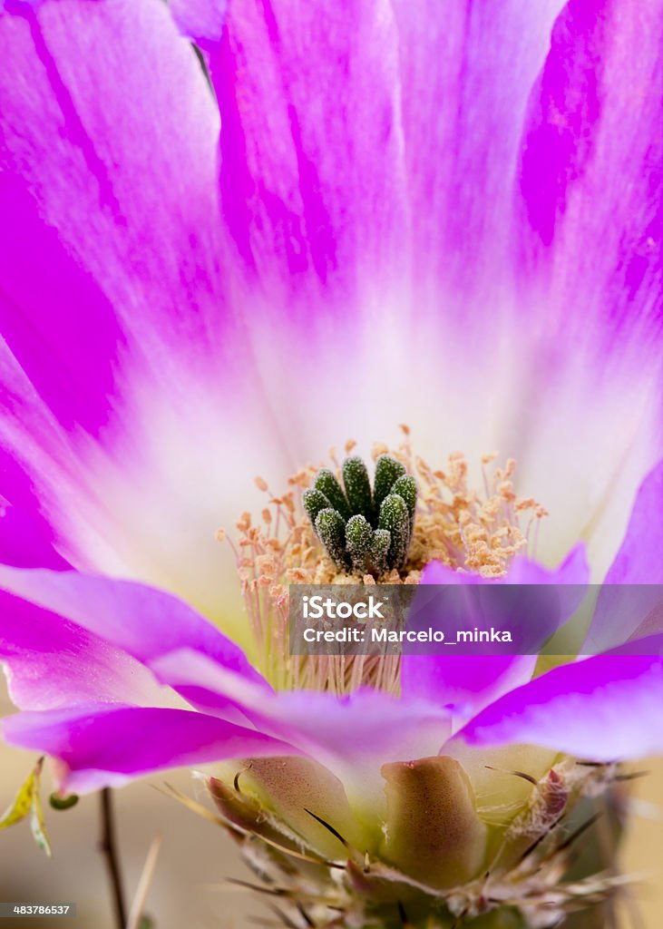 Kaktus kwiat - Zbiór zdjęć royalty-free (Bez ludzi)