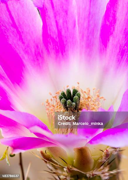 Kaktus Kwiat - zdjęcia stockowe i więcej obrazów Bez ludzi - Bez ludzi, Bliskie zbliżenie, Cierń