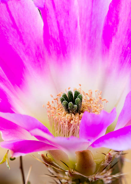 кактусовый цветок - single flower flower cactus hedgehog cactus стоковые фото и изображения