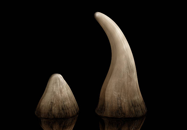 Rhino horn Rhinoceros horn sold on the black market for use in traditional Chinese medicine horned stock pictures, royalty-free photos & images