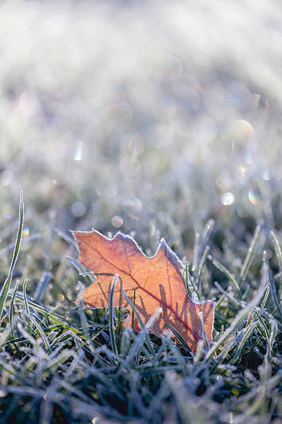istock Fallen leaf covered in winter frost 483786858