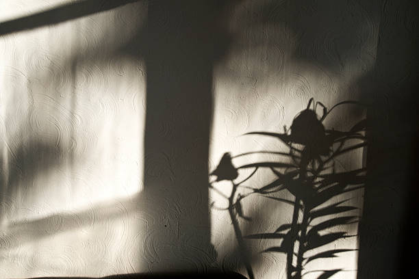 istock The shadow of the flower 483787118