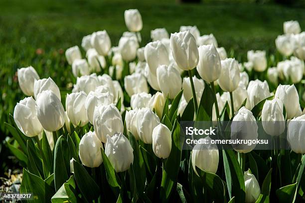 Photo libre de droit de Tulipes Blanches banque d'images et plus d'images libres de droit de Agriculture - Agriculture, Arbre en fleurs, Beauté