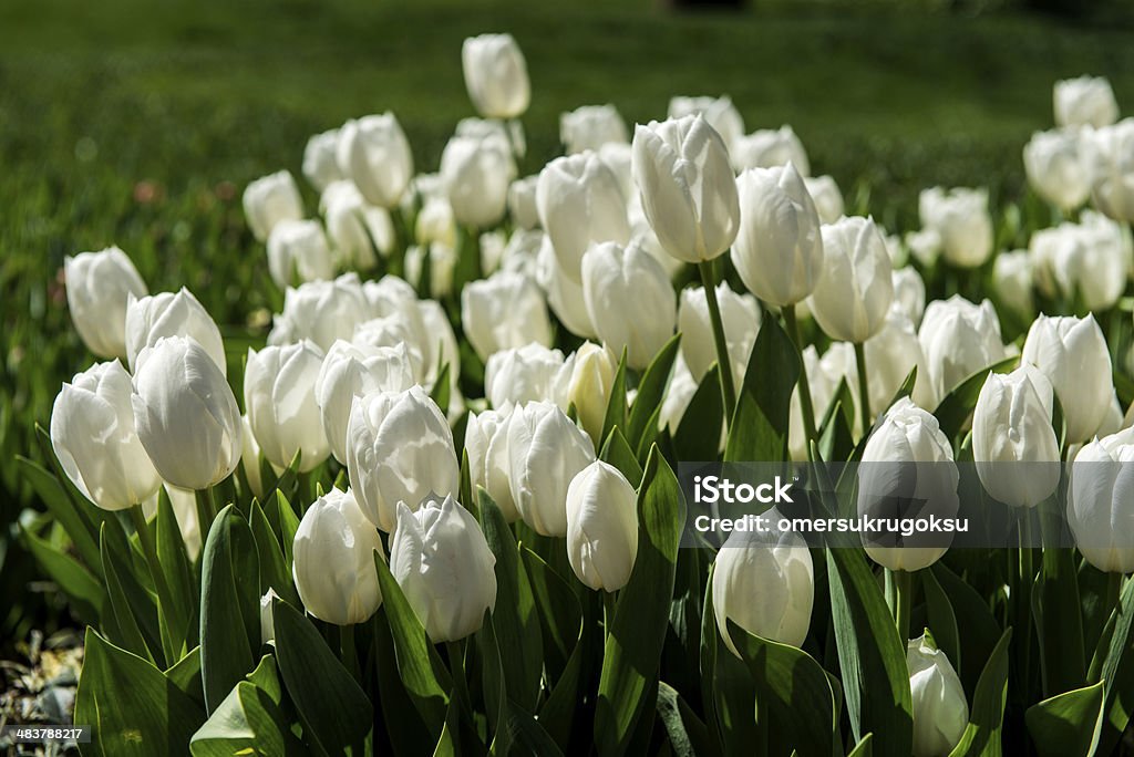 Tulipani bianchi - Foto stock royalty-free di Agricoltura