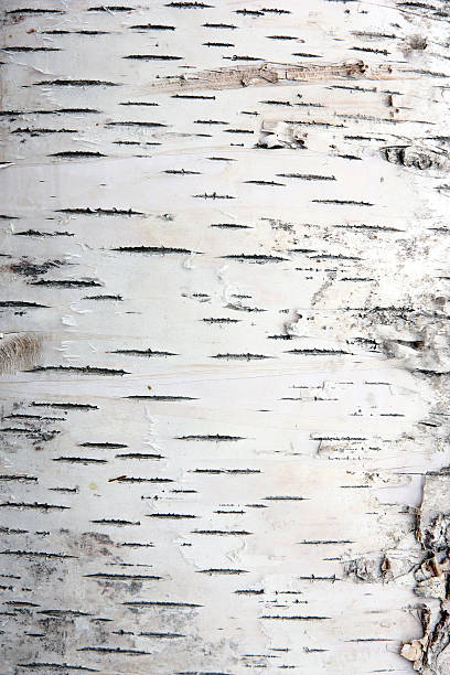 Photo of bark of birch