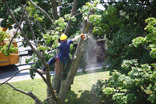 Toronto, Ontario, Canada - July 18, 2012:  Worker attached by a lanyard to the tree and wearing a protective hard hat cutting a damaged maple tree branch with a chainsaw on a sunny summer day in the yard of one of Toronto condominiums.